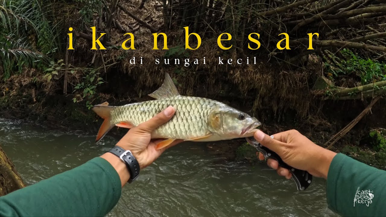 Ikan Hampala Besar di Sungai Sekecil ini 😮 #fishing #mamcingliar #castinghampala #mancing