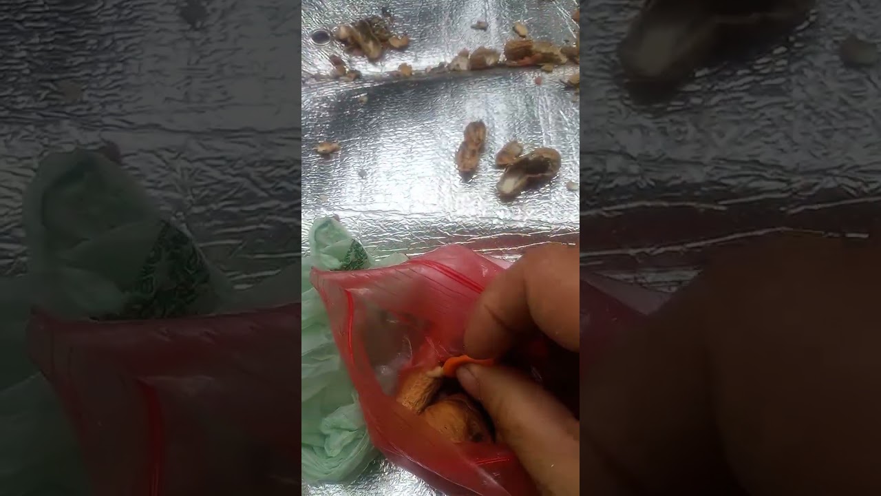 They All Love Calcium Diet! 🐿️Lunch Club ft #1 Avocado 🥑 Fan Squirrel 052825