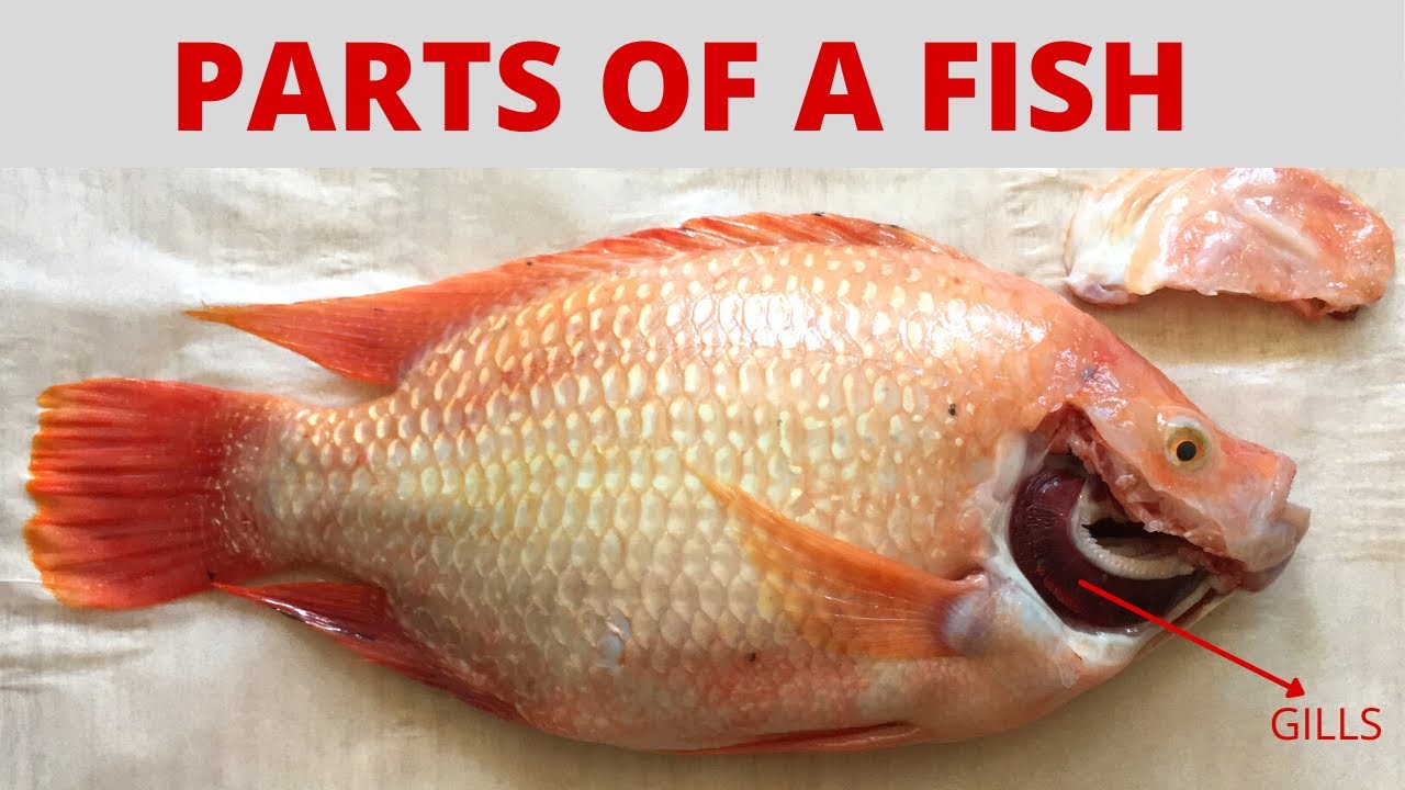 PARTS OF A FISH | What are the Parts of a Fish? | Red Tilapia and its Parts |