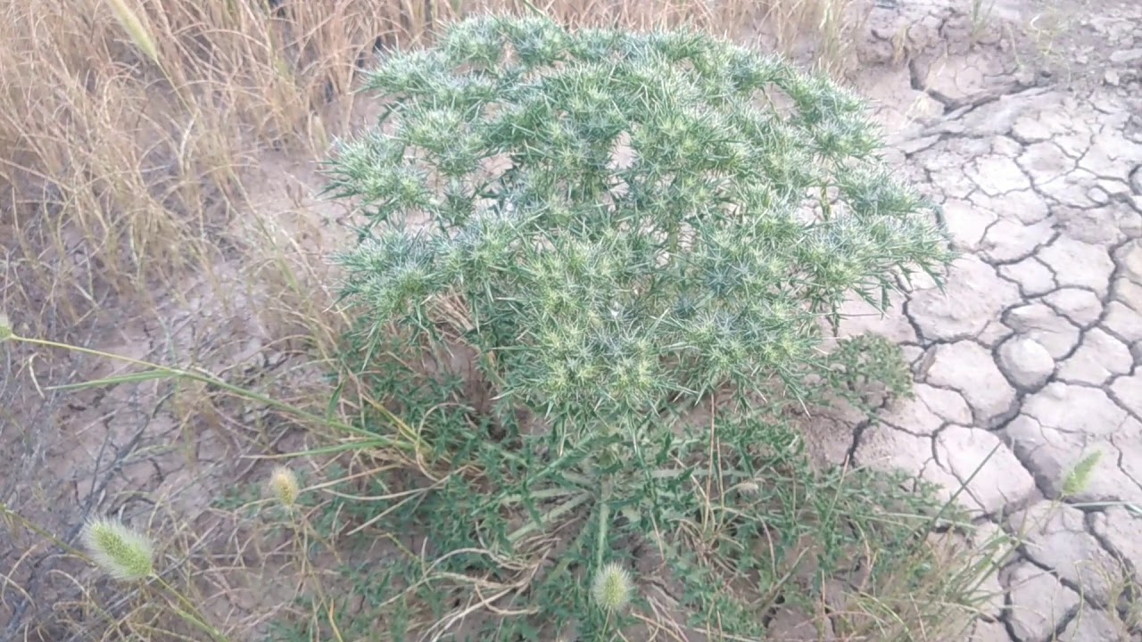 Şemsiye g&ouml;r&uuml;n&uuml;ml&uuml; dikenli endemik bitki nedir kıra&ccedil; topraklarda yetişen yaprağı dikenli bitki