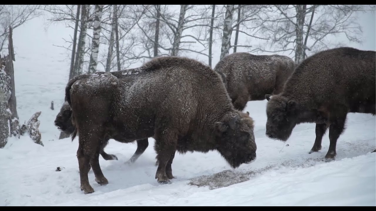Алтай — открытая карта. Зубровый питомник