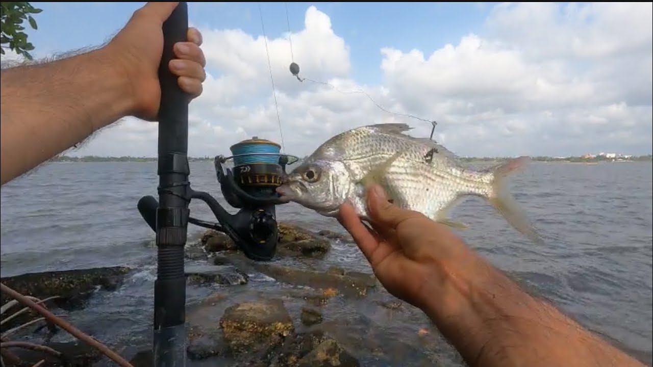 Mojarra viva de carnada y miren lo que sale woow