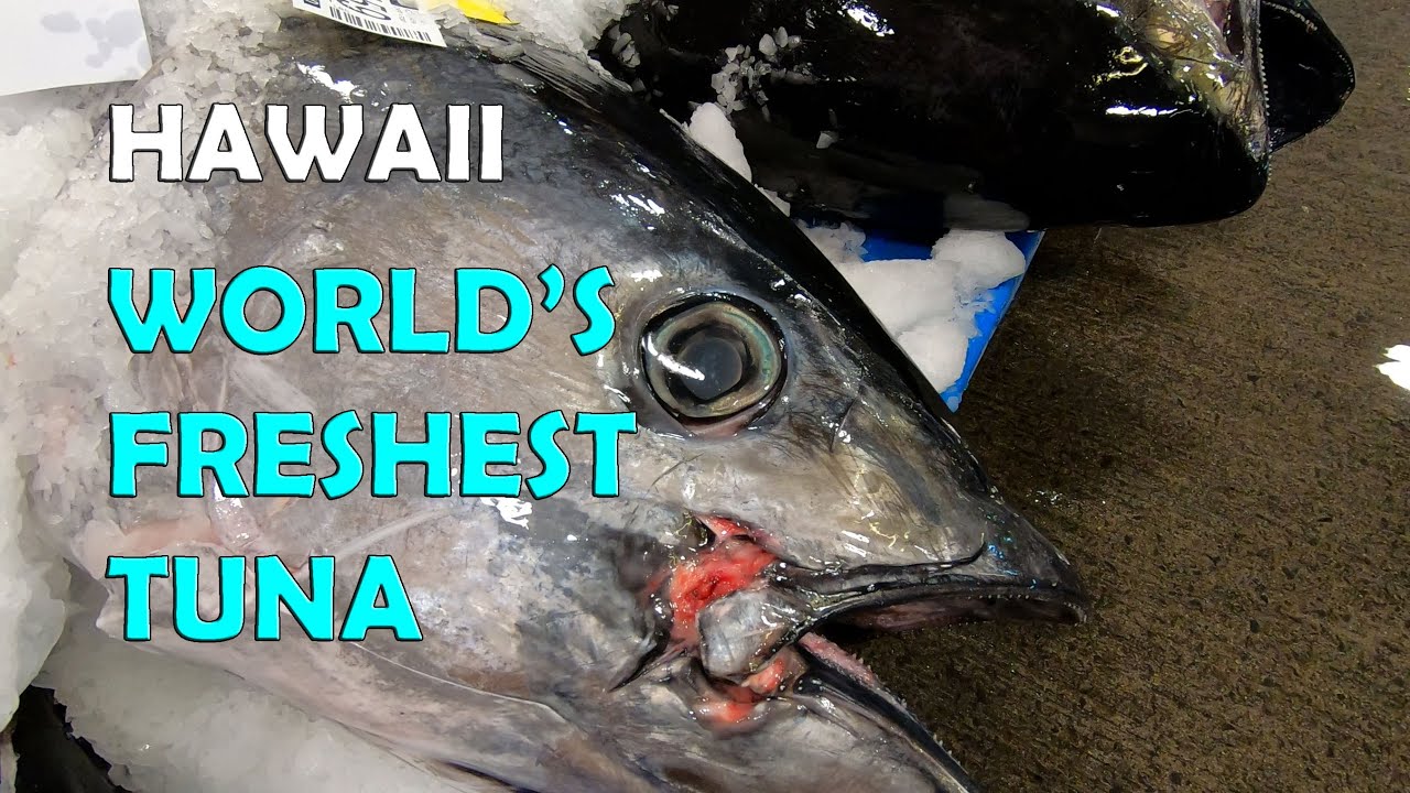 The Honolulu Fish Auction in Full Action!