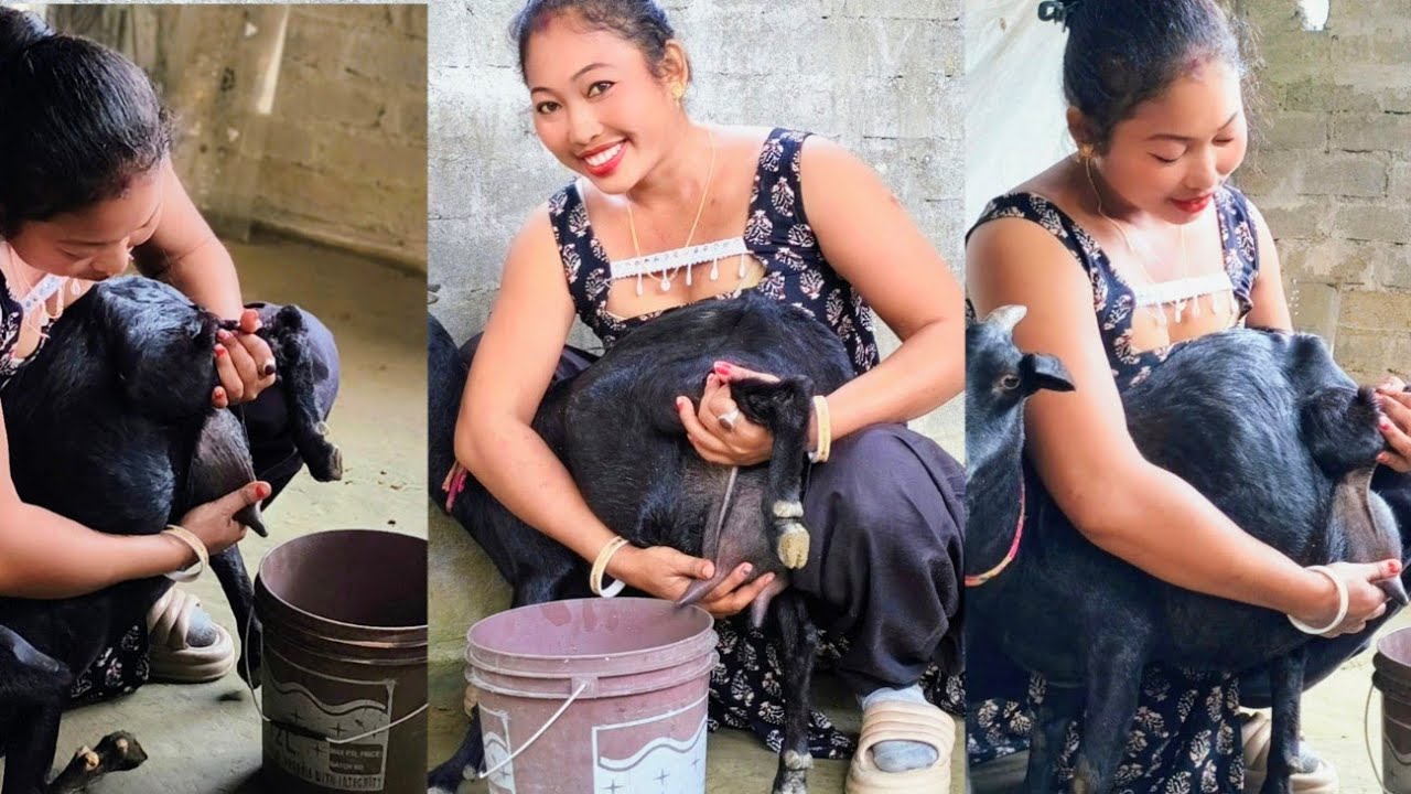 Goat Milking by Hand | milking process|😍