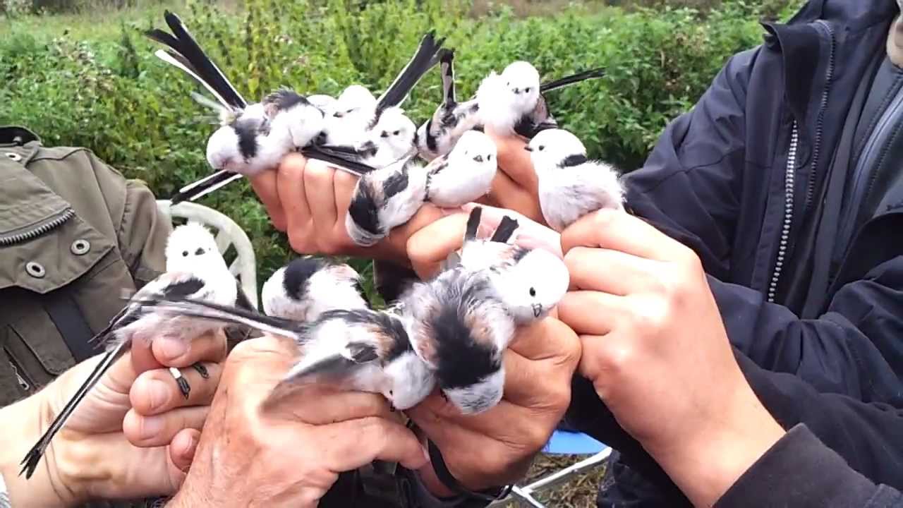 Longed tailed-tit (Aegithalos caudatus, Stj&auml;rtmes)