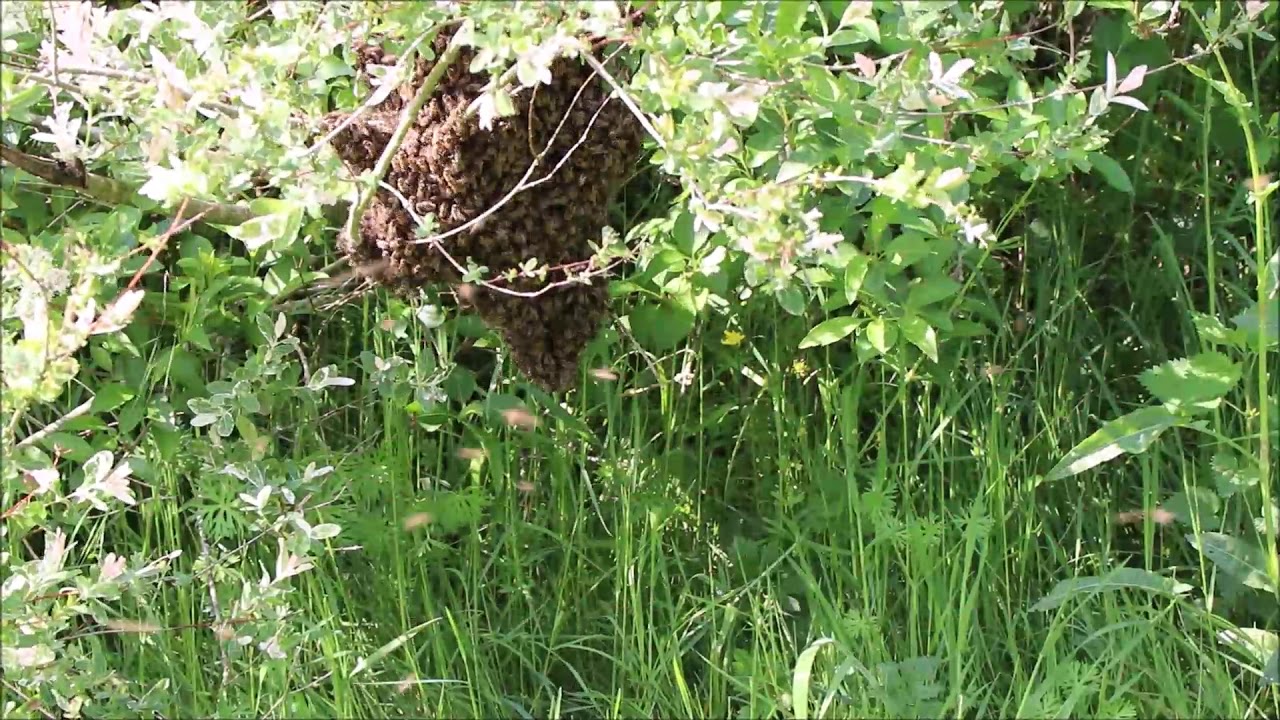 2020 04 26 La formation d'un essaim d'abeilles