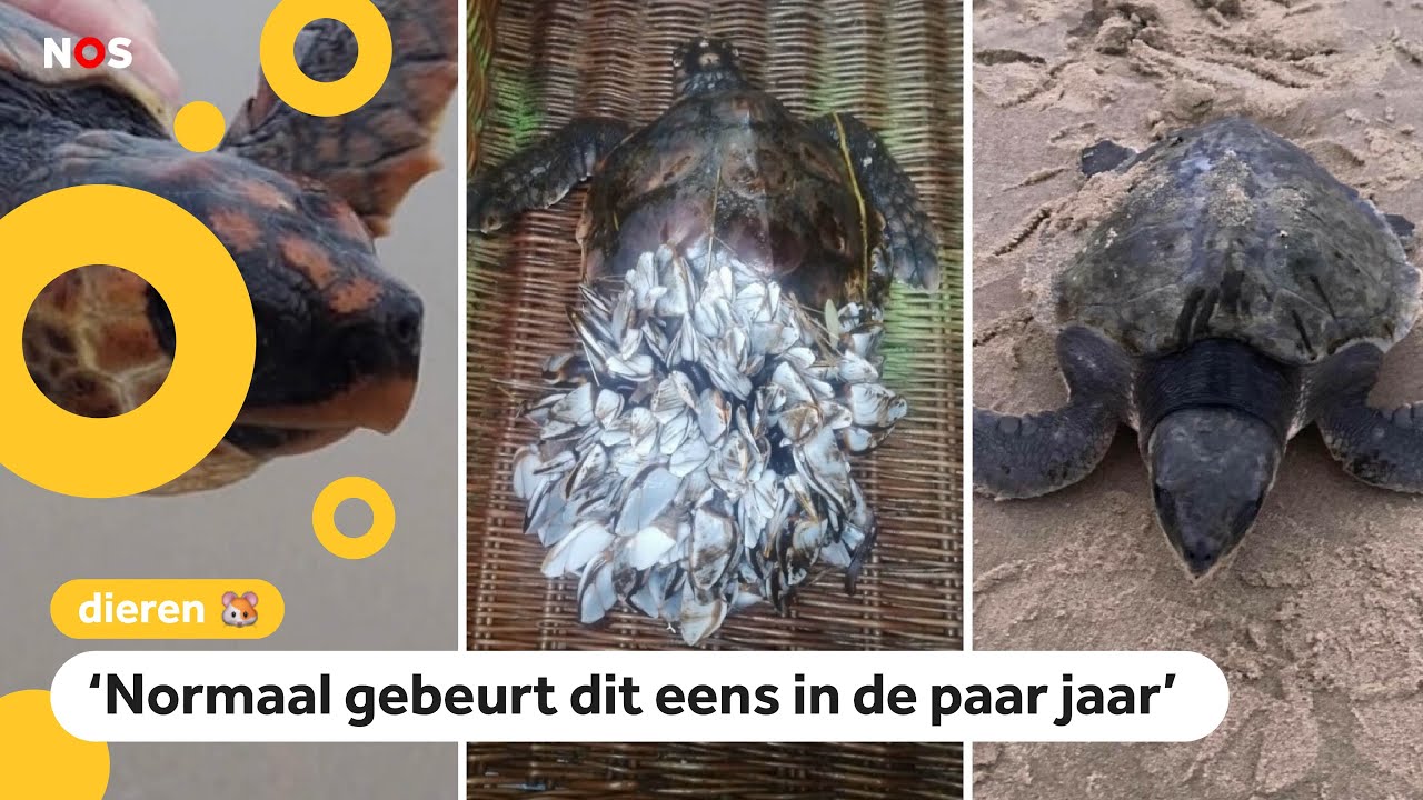 Waarom spoelen nu zo veel tropische schildpadden aan?