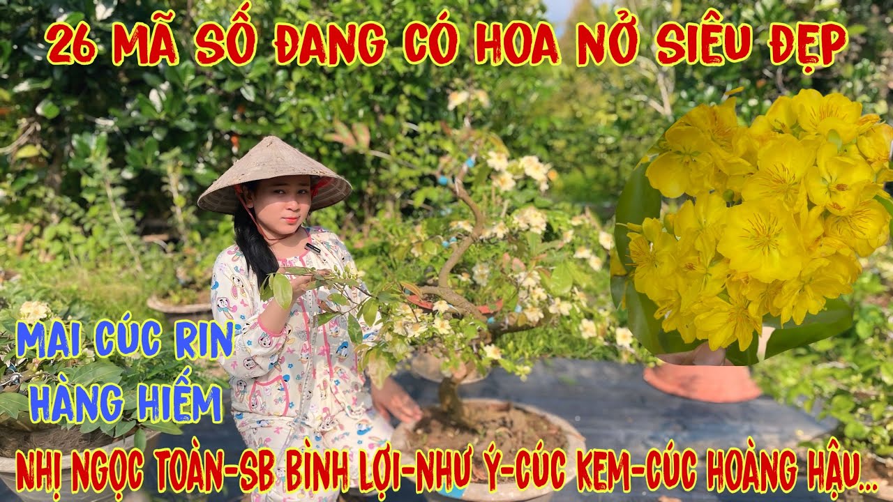 4-3☎️0706938527 Quế Anh ☎️🌳Mai Vàng Giá Rẻ🌳giảo hương chùm-sbsg-giảo huyết long-nhị ngọc toàn-sbbl🌳