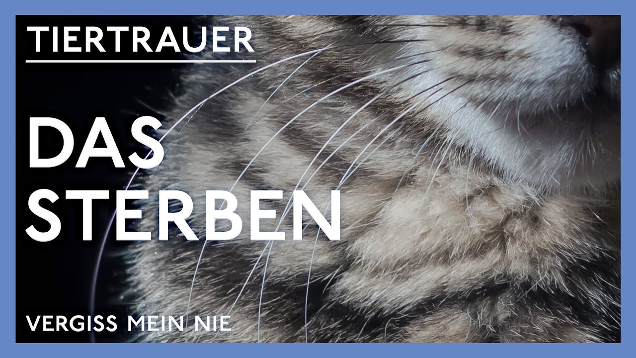 Wenn ein Tier stirbt...