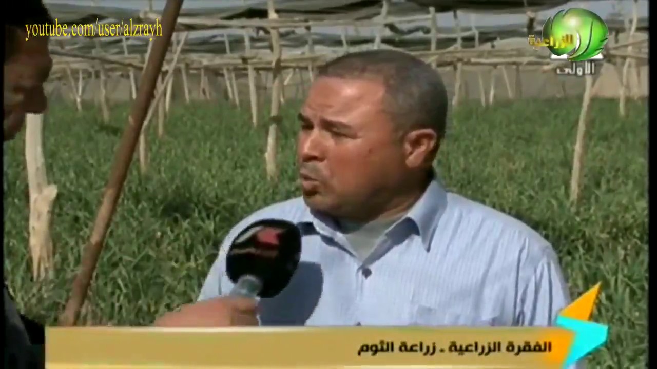 زراعة الثوم للتصدير الفوائد وانتاج الفدان والخدمة الزراعية