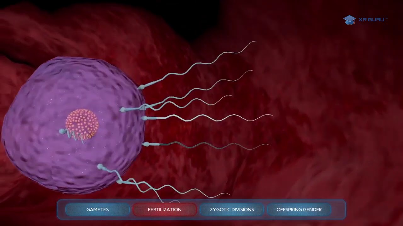 Visualization of Sexual Reproduction Through Extended Reality - XR Guru | HoloPundits