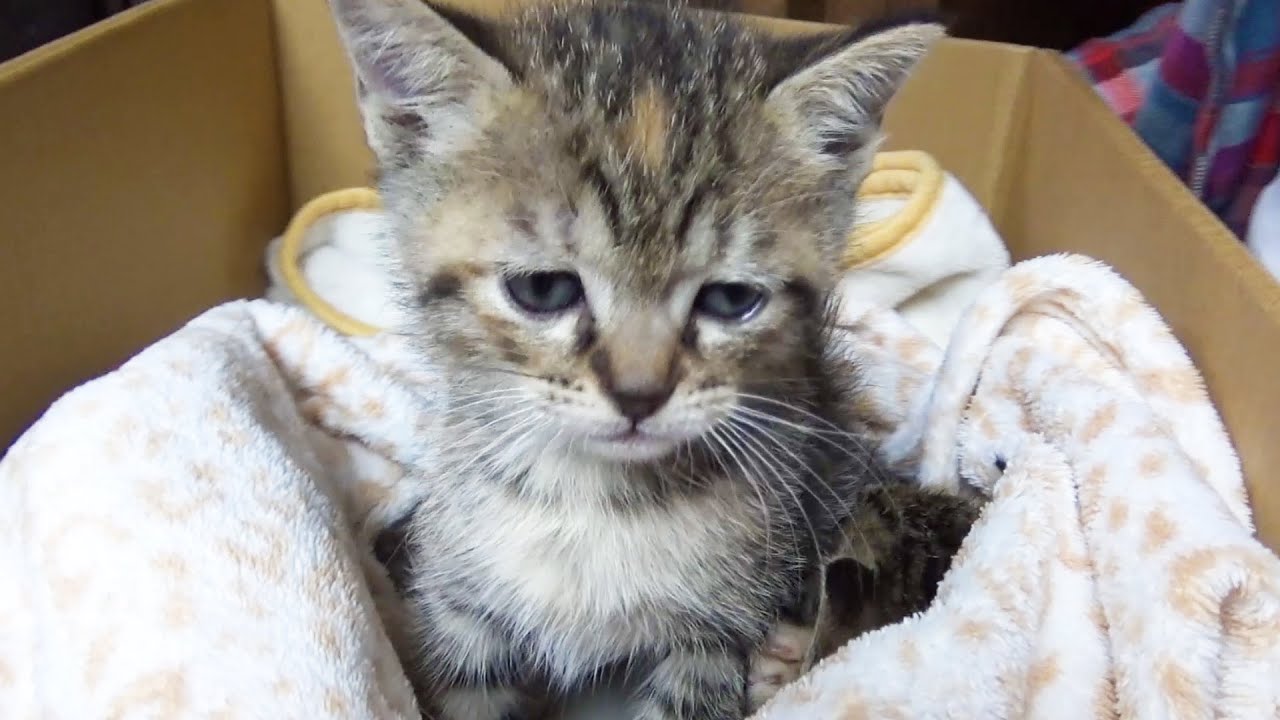 猫リリリムが家族になったきっかけ♥　Story about when they became a family