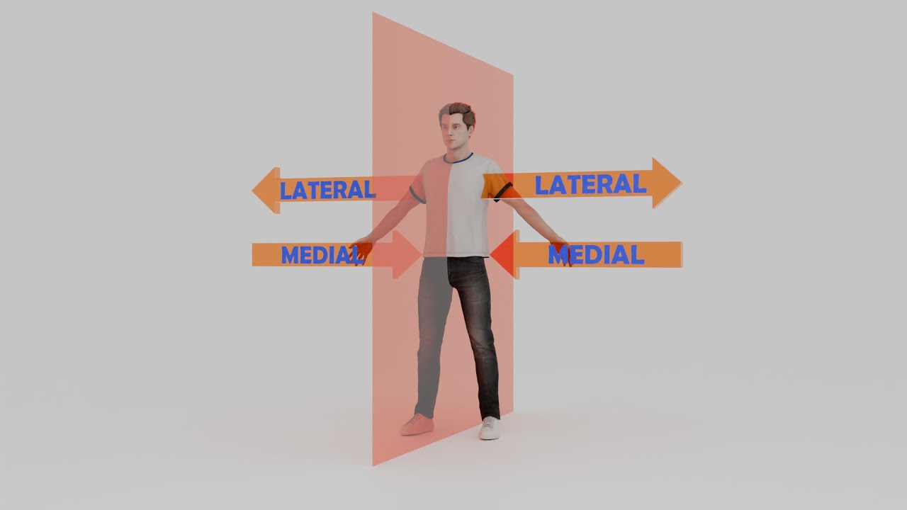Анатомические термины