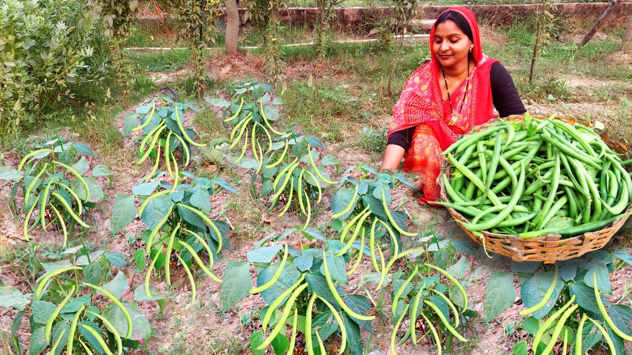 🌞गर्मी में पहली बार 🌿बीन्स की फसल उगाई सोयाबीन के साथ बनाई बीन्स की लाजवाब ताकतवर सब्जी 😋