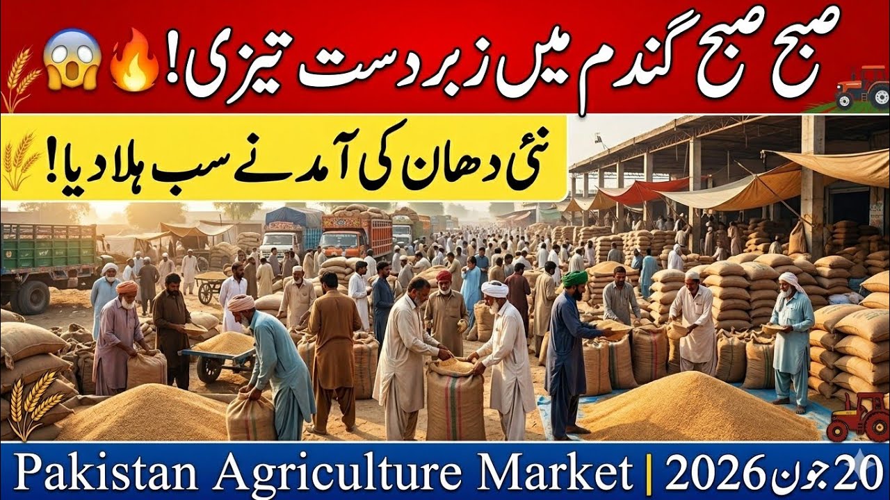 Today Wheat price in punjab//گندم کا ریٹ2026/munji makki till sarso/Galla mandi rate today 2026
