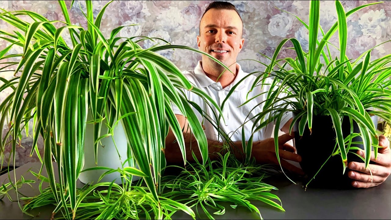 Мой Шикарный ХЛОРОФИТУМ. Содержание, Уход, Размножение.