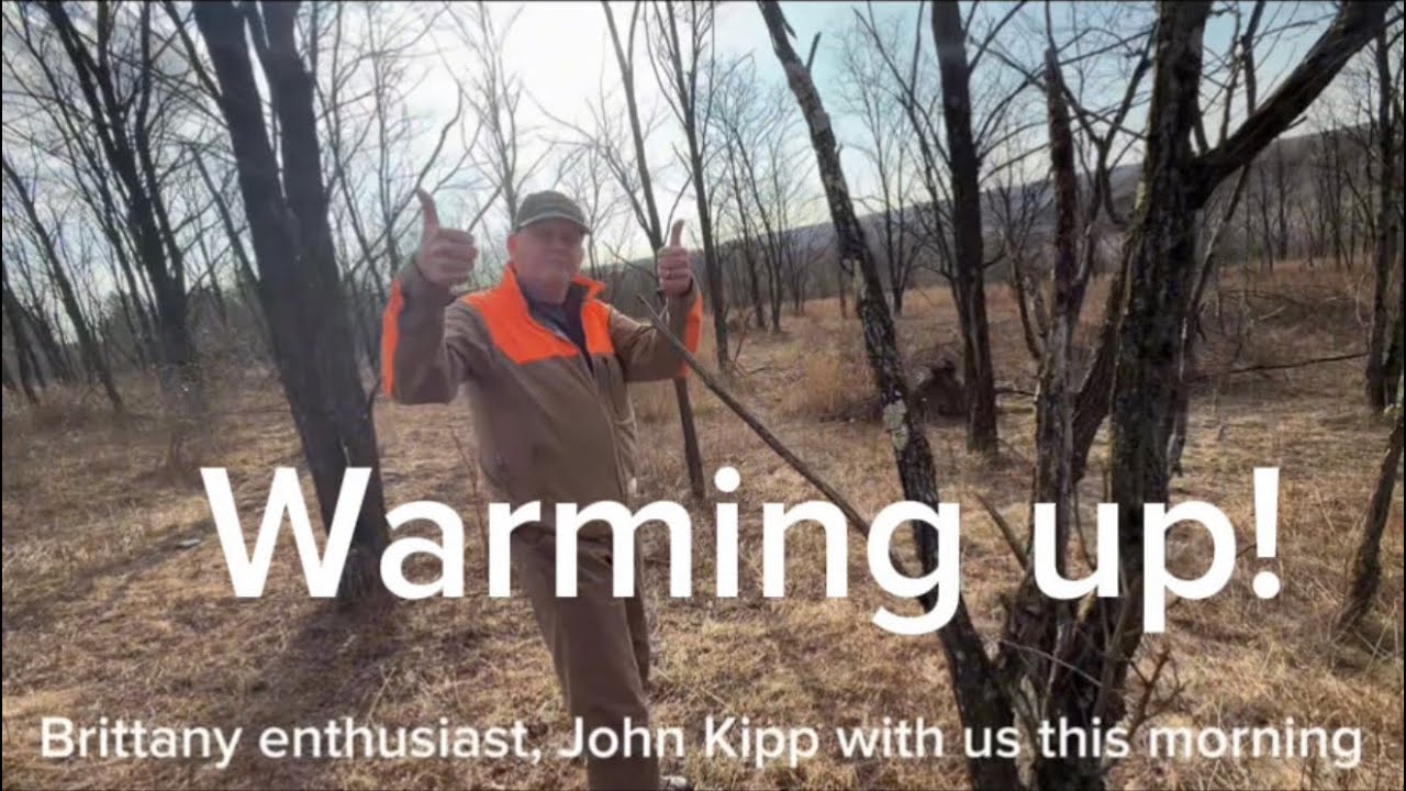 Warming Up!  #englishsetter  #englishpointer #brittanyspaniels #woodcock  #birddogtraining 