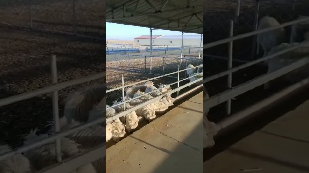 Goat farm trolley