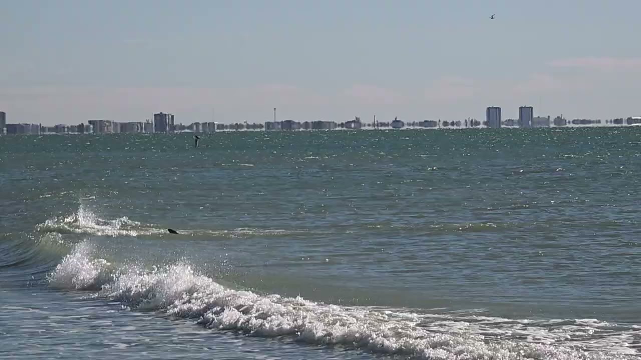Dolphins eating- Sanibel 12/30/25
