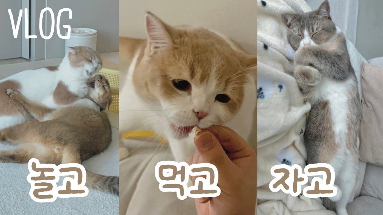 [Vlog] 놀고 먹고 자고 심장사상충까지 끝내주게 보낸 브숏 고양이들💕