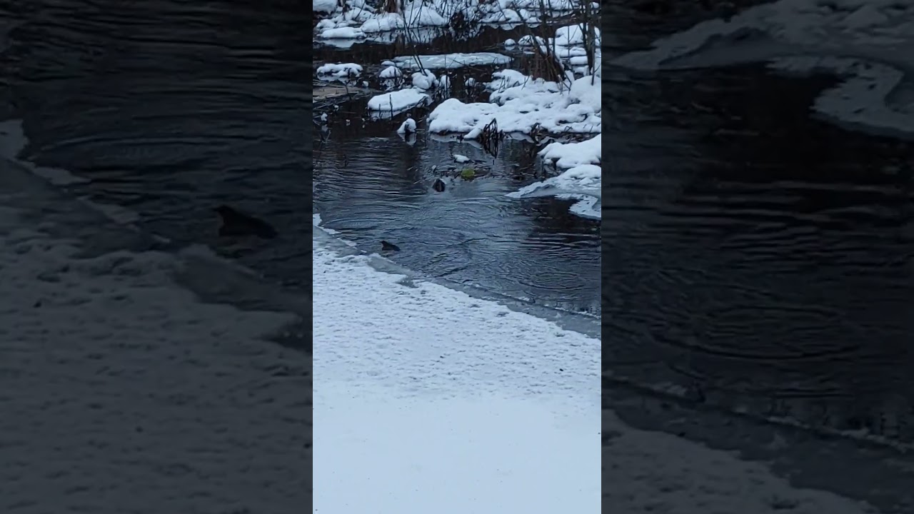 Koskikara (Cinclus cinclus) - Muuramenjoki 9.1.2024