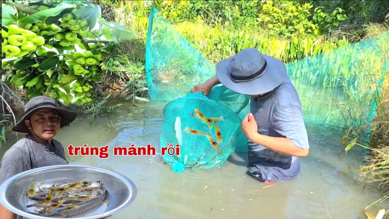 Khai Trương Cái Lú Mới Trong Vườn Mận Xanh Trúng Đủ Loại Tôm Cá/NHMT