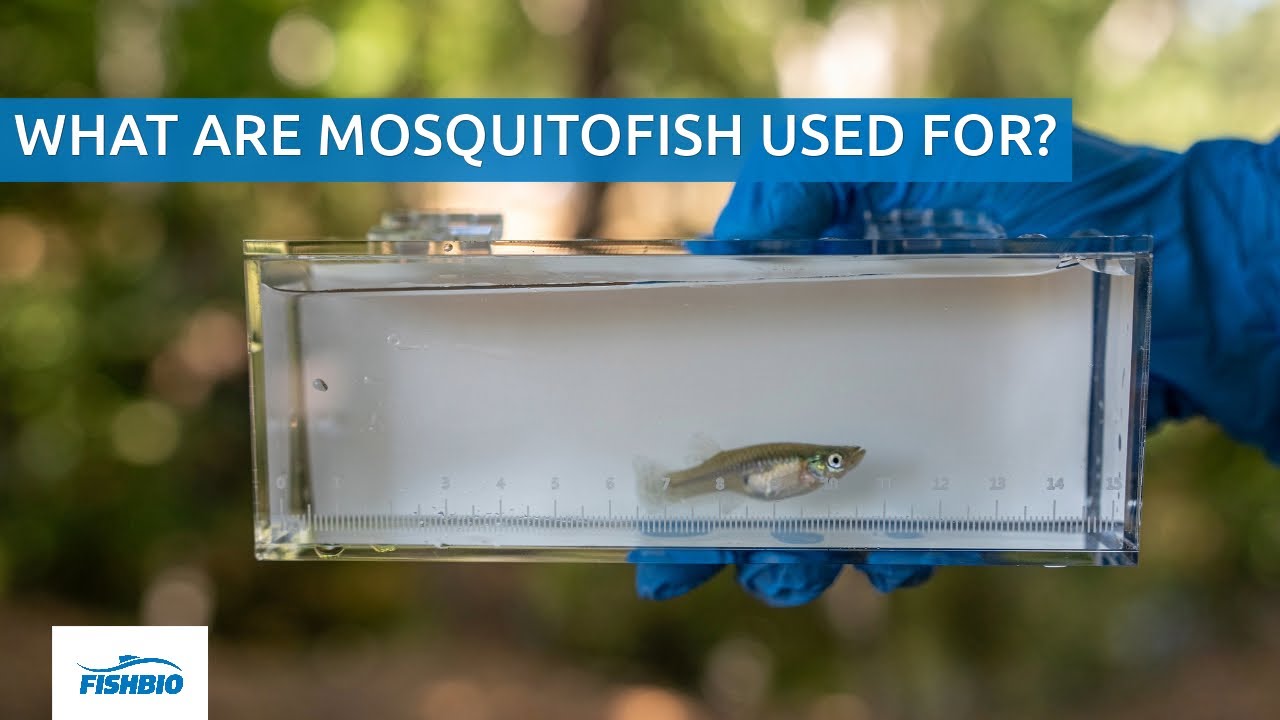 What are mosquitofish used for?