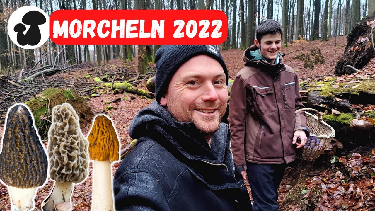 Jetzt Morchel-Stellen für die kommende Saison finden | Zeigerpflanzen & Zeigerpilze
