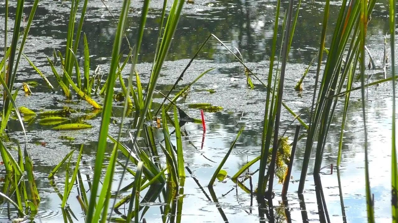 ¡No lo puedo creer! Pesqué carpas doradas de un kilo en aguas de solo 30 cm