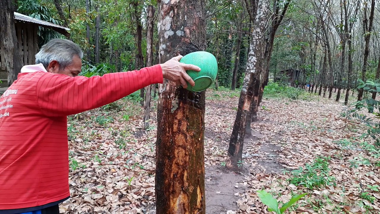 สาธิตวิธีการใช้ EM สูตรครูสะเอ็ม บุญเสนา รักษาโรคหน้ายางตาย เป็นโรค 3