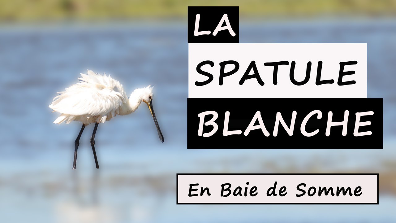 La SPATULE BLANCHE (Platalea leucorodia) / Eurasian spoonbill     #baiedesomme