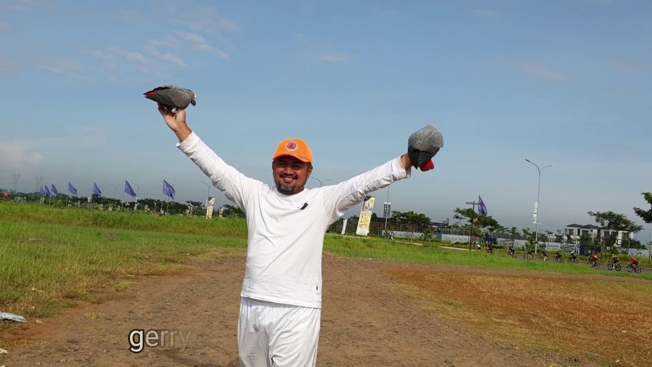 The Great Gerry - African Grey parrot Free Flight | 11 months today