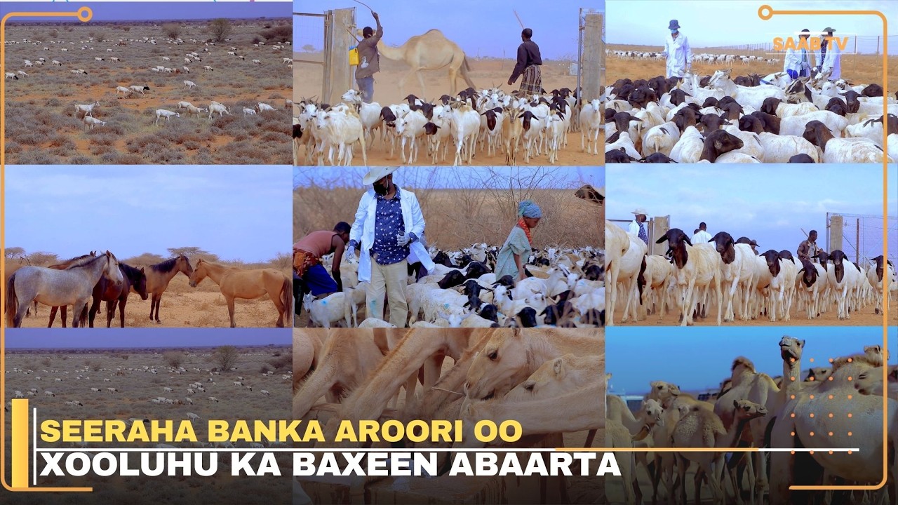Maxay yihiin adeegyada xoolo-dhaqatada loogu diyaariyey Seeraha Banka Aroori xiligan abaarta?