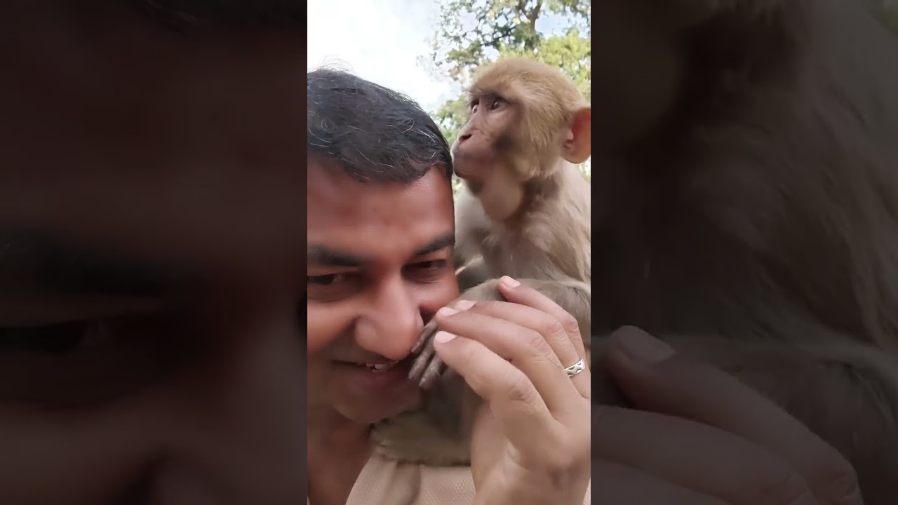 14/03/26 सुबह वानर सेना की प्रसादी की झलकियां #shortvideo #viralvideo #cutemonkey #sanatan 