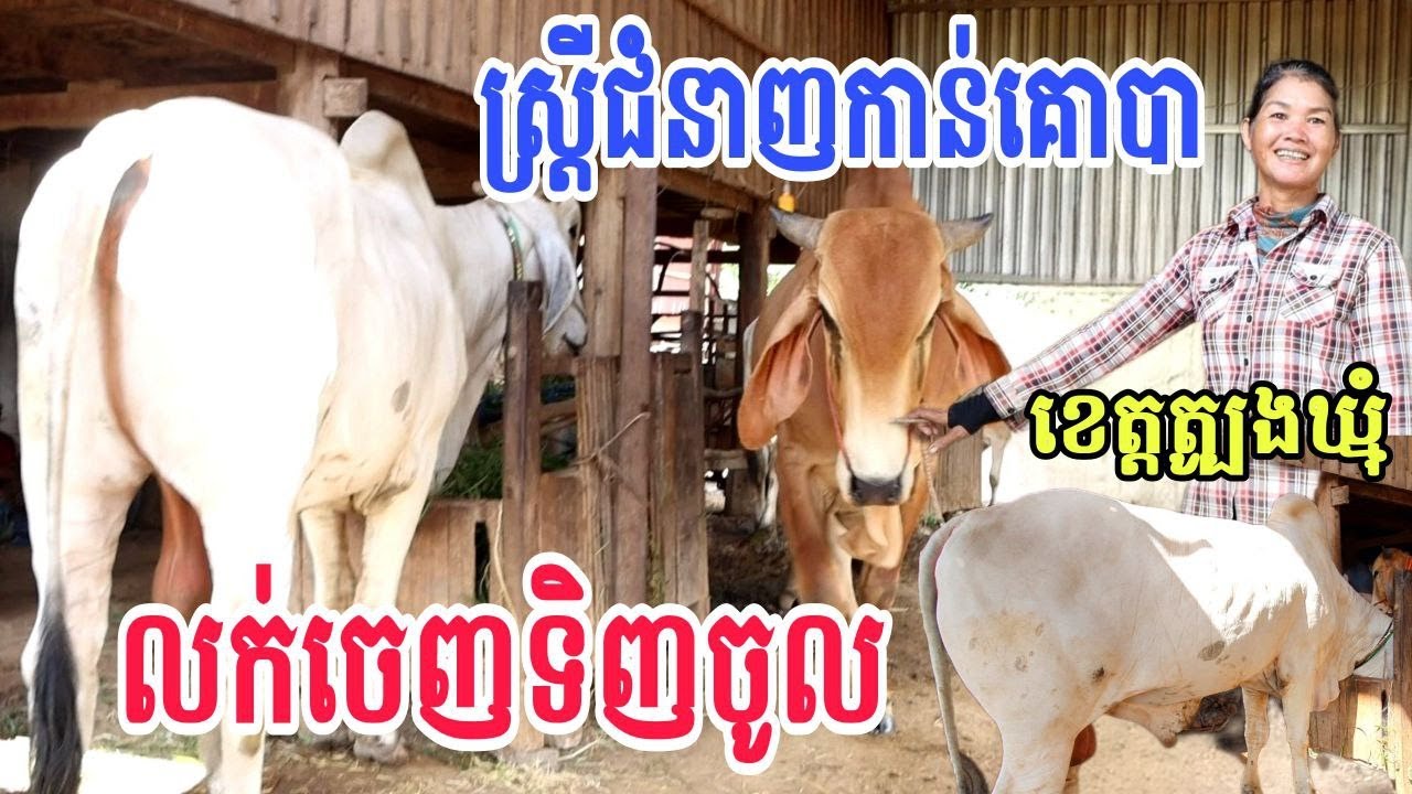 ស្រ្តីជំនាញកាន់គោបា លក់ចេញ១ ទិញចូល ១វិញ នៅខេត្តត្បូងឃ្មុំ