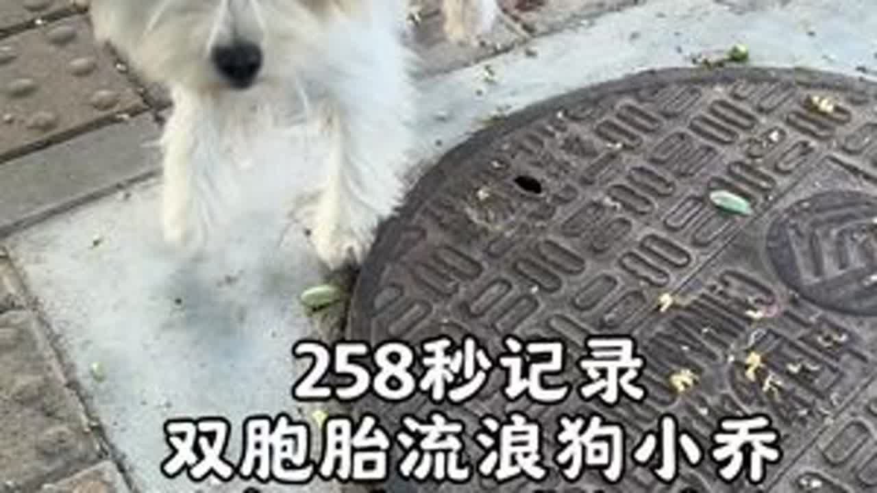 音乐+狗 治愈所有，258秒记录#救助流浪狗 到家4个月成长变化#流浪狗不再流浪  #狗狗的心思都写在脸上了 #万物可爱计划 #我有大小乔