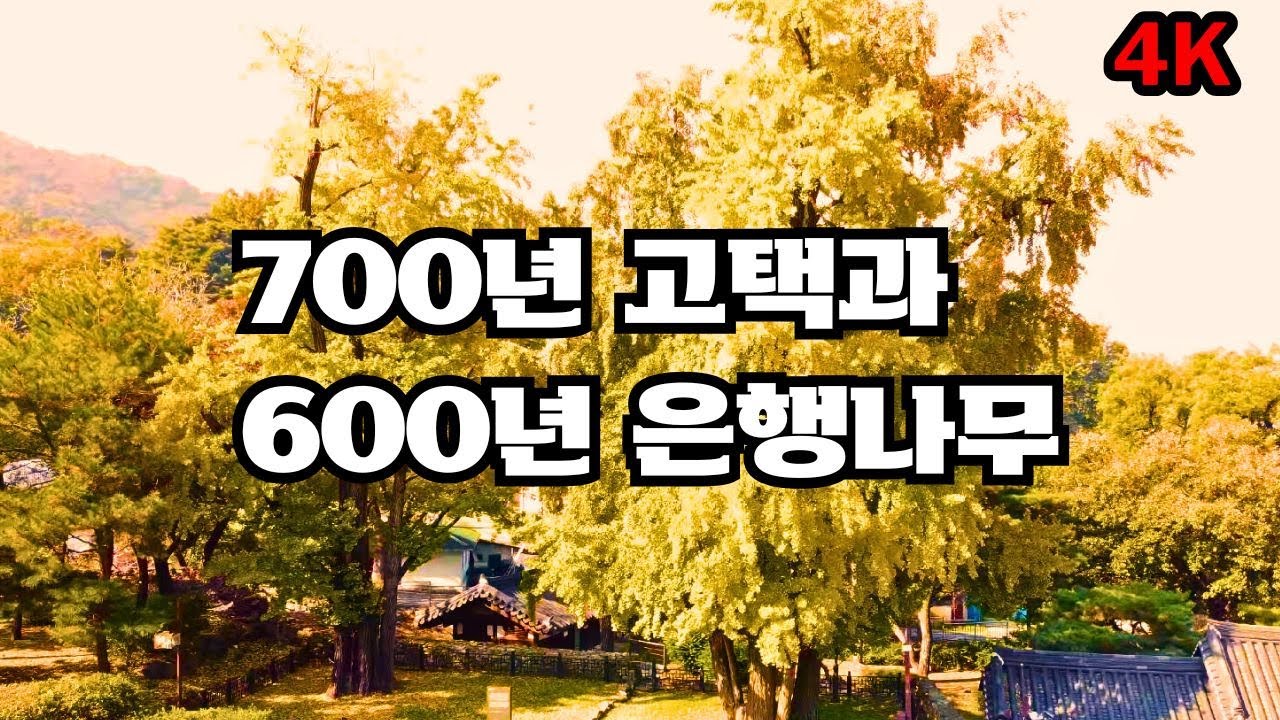 700년 고택 맹씨행단의 600년 은행나무 단풍 / 드론 샷