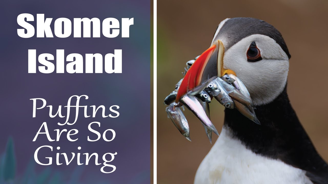 Skomer has TOO MANY puffins
