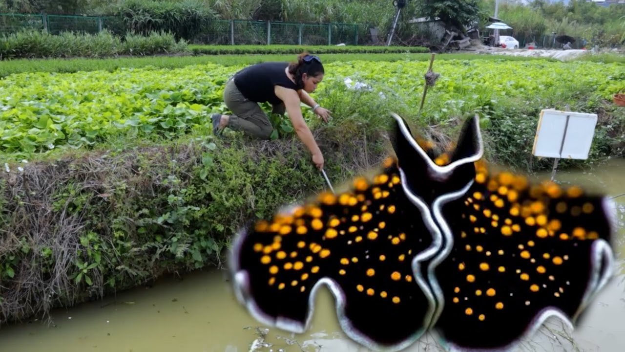 🔮💜  Under the Deep Pit: Dive deep and discover giant clams hidden in the spring water