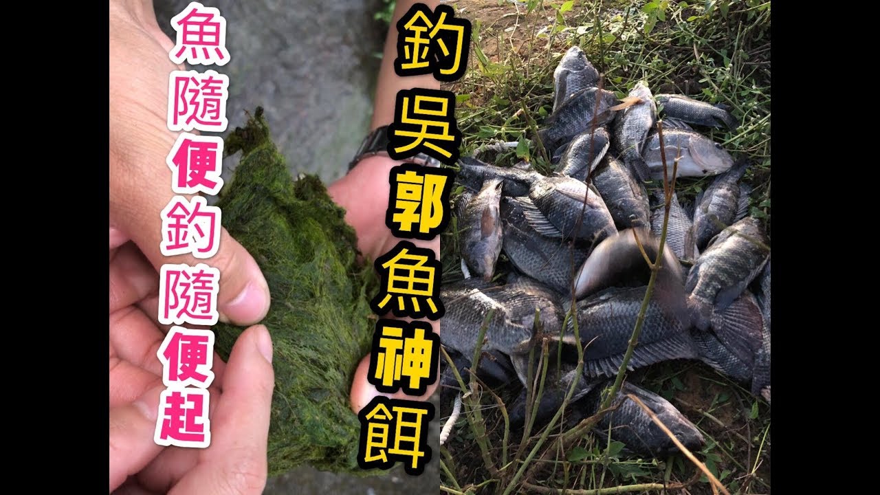 釣個1小時 狂咬 31隻  台灣鯛魚(吳郭魚)愛吃的餌 爛荻(青荻台語) 逆刃野釣