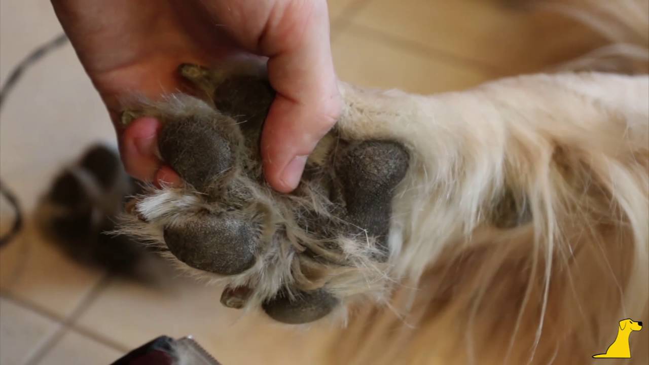 Jak obcinam psu sierść pomiędzy opuszkami