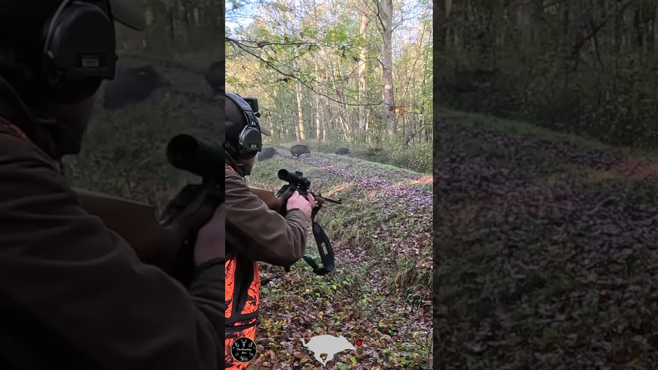 Ma plus belle scène de chasse aux sangliers en 2024 ! 🐗💥😍🌿  
