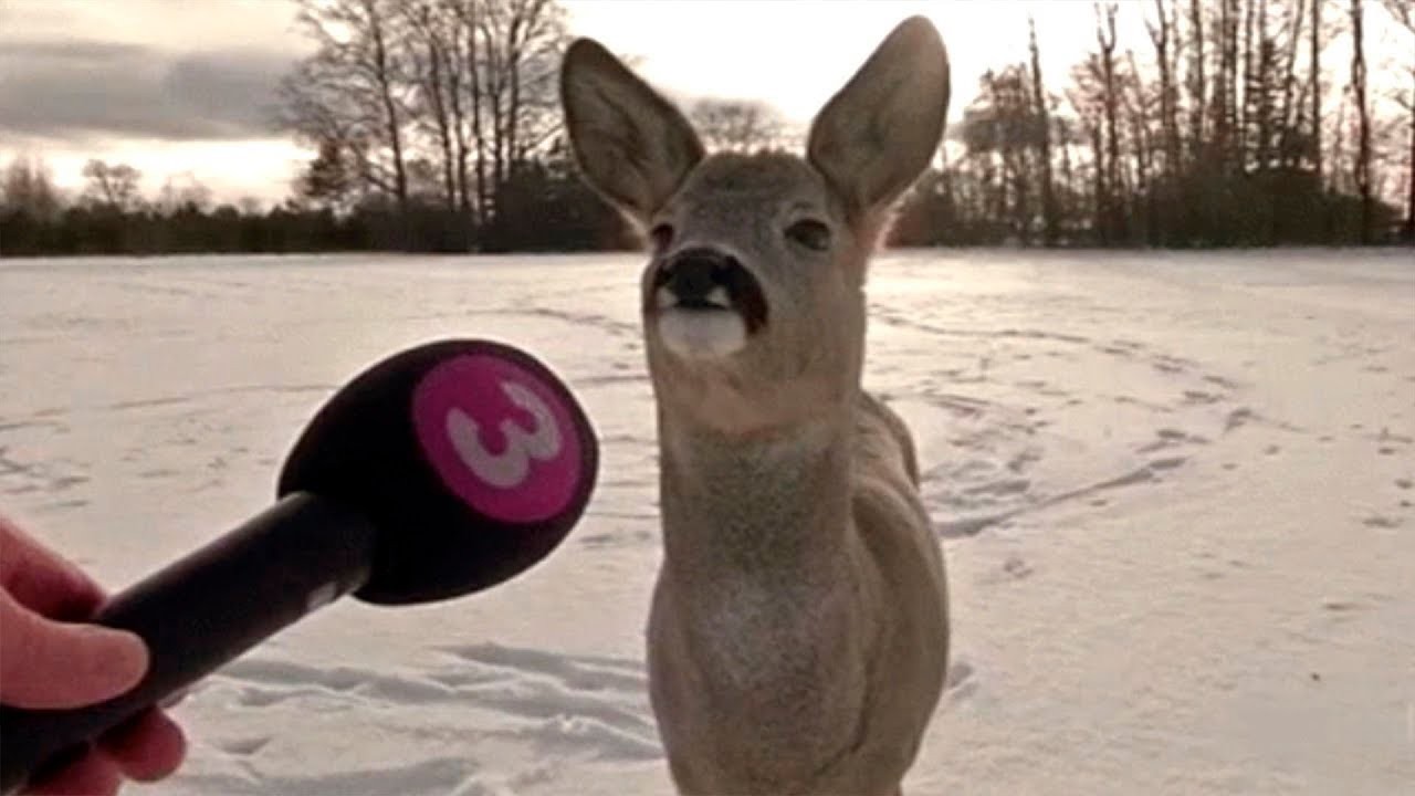 Try Not To Laugh - Funny Pet Moments #61