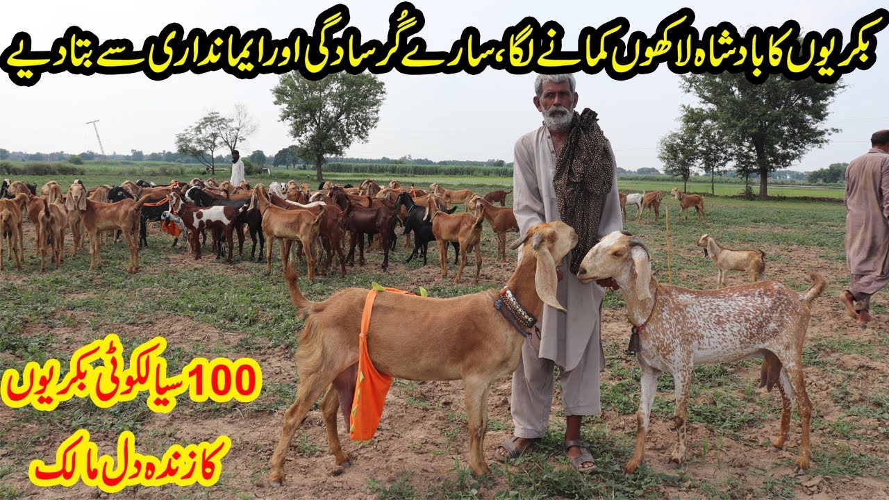 100 Sialkoti Desi Goats Ka Zinda Dil Farmer Bakriyo Say Lakho Kma Rha Hay