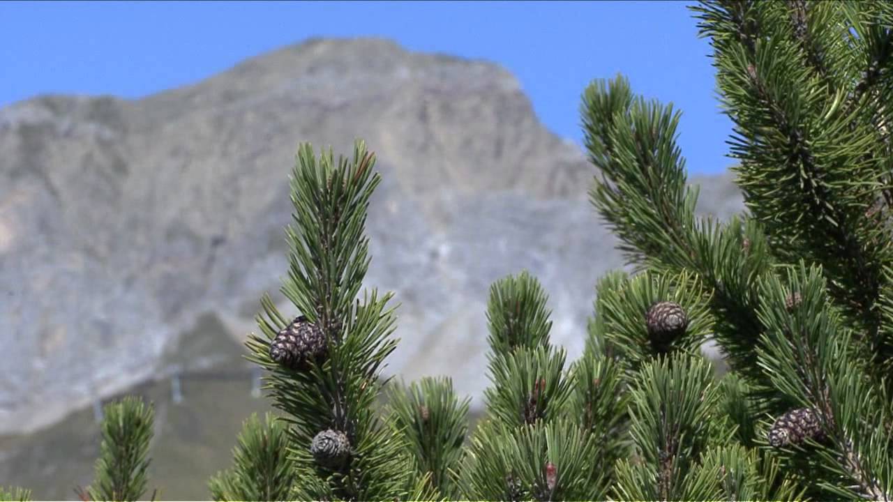 Nature Watch - St. Anton am Arlberg