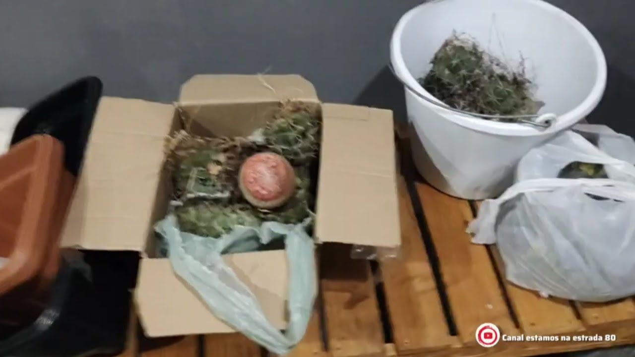 Fomos  pegar terra para plantar coroa de frade