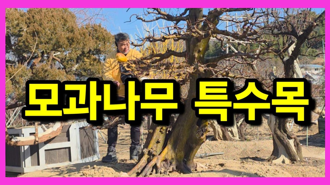 1415번 #모과나무 {{{판매중}}} 다 끝난 완성형의 모과나무 특수목/판매가격은 더보기란에/ #특수목판매 #정원수판매