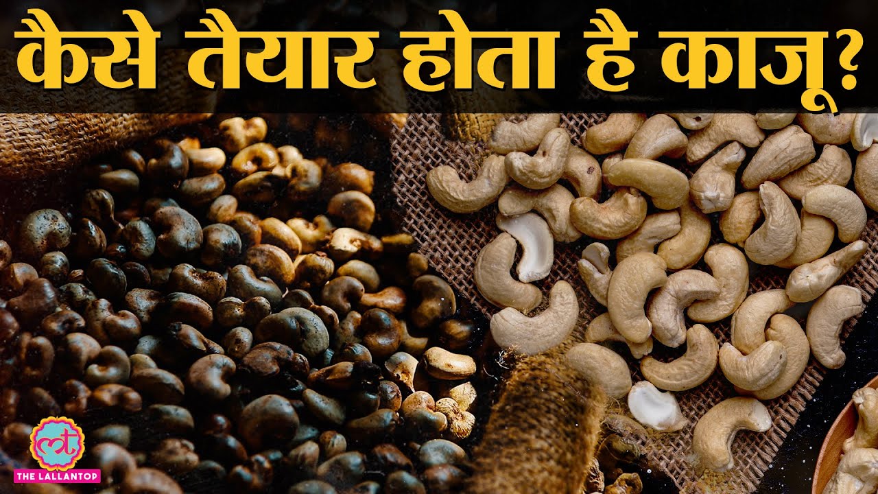 Cashew Nut Processing: बहुत पापड़ बेलने पर तैयार होता है स्वादिष्ट Cashew | Kaju | Kaju Production