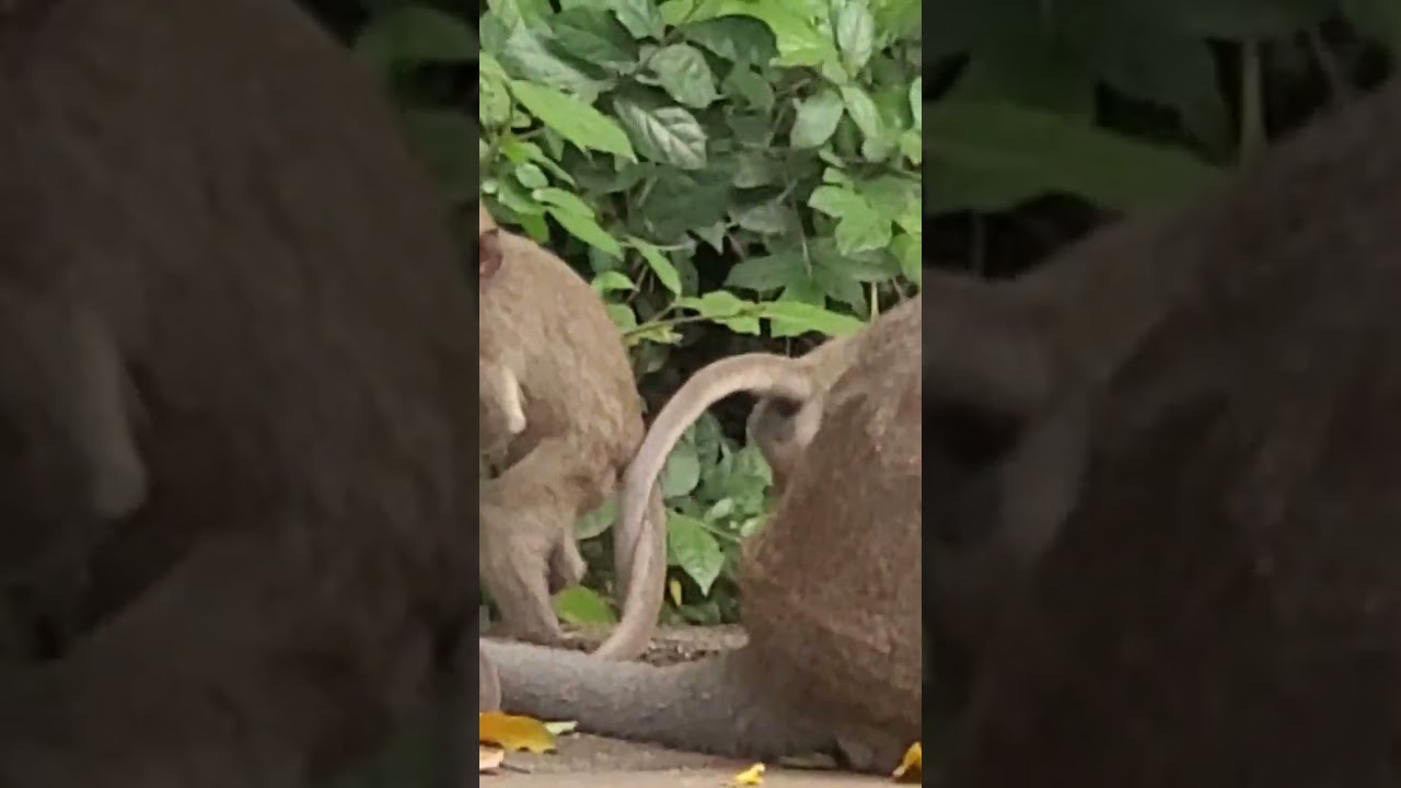 cute baby monkey running very fast 