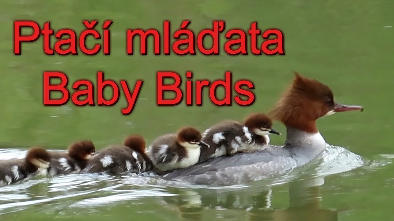 Ptačí mláďata, Baby Birds, Vogelbabys, Babyvogels, Pajaritos, Bébés oiseaux, Passarinhos